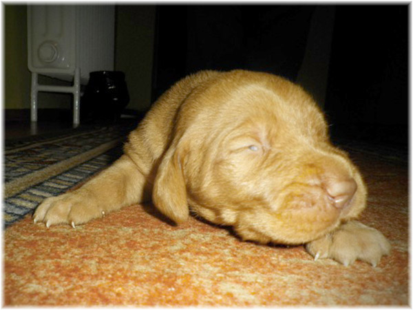 Drótszőrű magyar vizsla kölyök